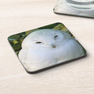 Snowy Owl Bier Onderzetter