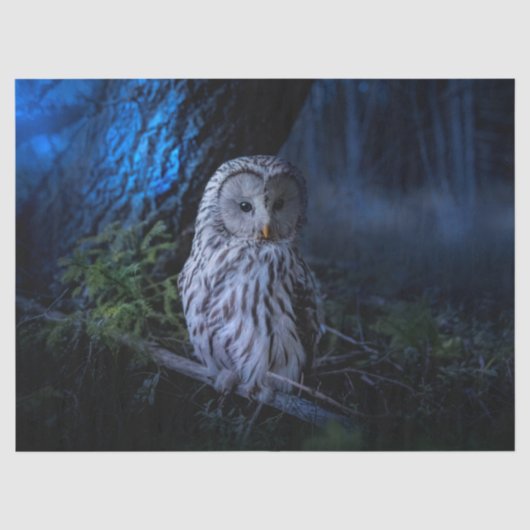 Snowy Owl bij nacht Tissuepapier (Voorkant)
