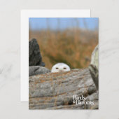 Snowy Owl Briefkaart (Voorkant / Achterkant)