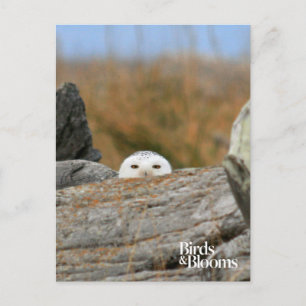 Snowy Owl Briefkaart