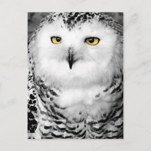 Snowy Owl Briefkaart