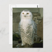 Snowy owl - briefkaart (Voorkant / Achterkant)