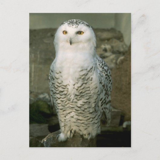 Snowy owl - briefkaart (Voorkant)