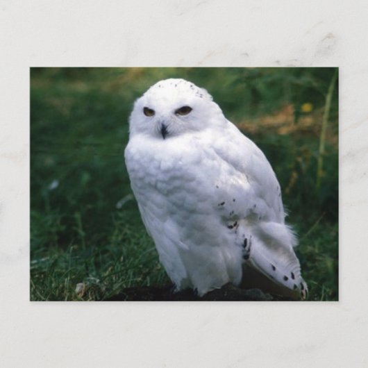 Snowy Owl Briefkaart (Voorkant)