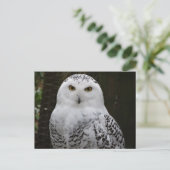 Snowy Owl Briefkaart (Staand voorkant)