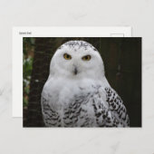Snowy Owl Briefkaart (Voorkant / Achterkant)