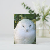 Snowy Owl Briefkaart (Staand voorkant)