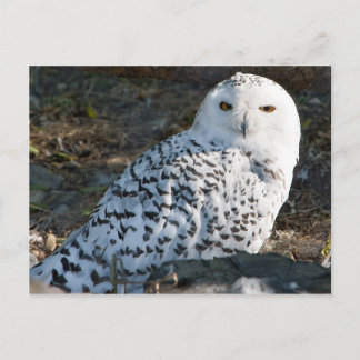 Snowy Owl Briefkaart