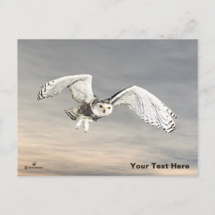 Snowy Owl Briefkaart