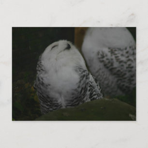 Snowy Owl Briefkaart