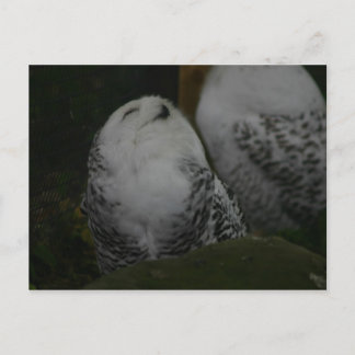 Snowy Owl Briefkaart