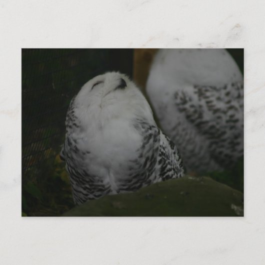 Snowy Owl Briefkaart (Voorkant)