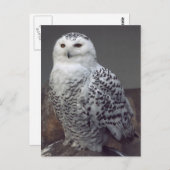 Snowy owl briefkaart (Voorkant / Achterkant)