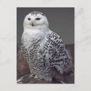 Snowy owl briefkaart