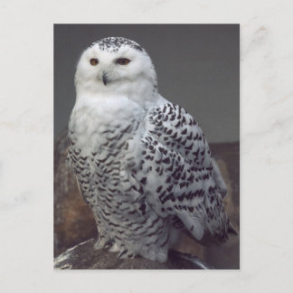 Snowy owl briefkaart