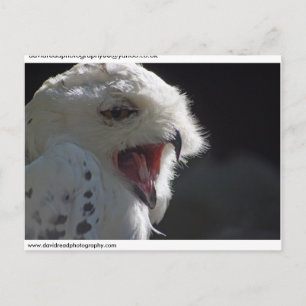 Snowy owl. briefkaart