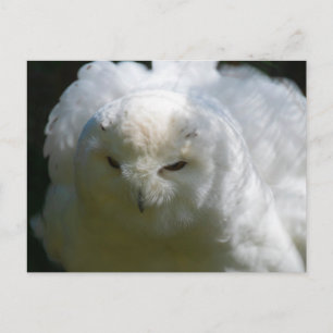 Snowy Owl Briefkaart