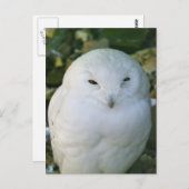 Snowy Owl Briefkaart (Voorkant / Achterkant)