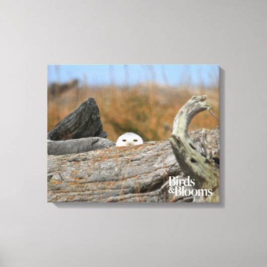 Snowy Owl Canvas Afdruk (Voorkant)