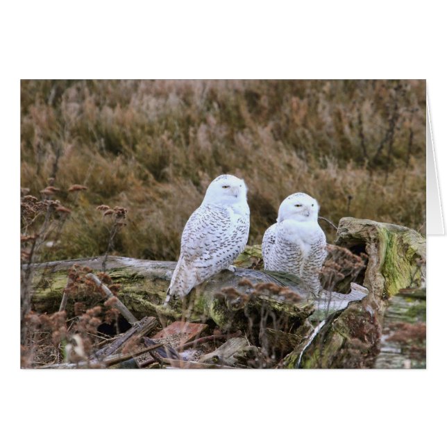 Snowy Owl Couple (Voorkant Horizontaal)