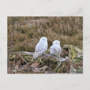 Snowy Owl Couple Briefkaart