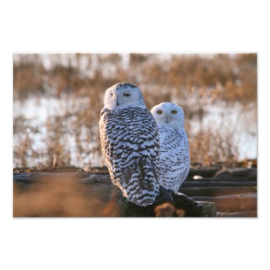 Snowy Owl Couple Foto Afdruk (Voorkant)