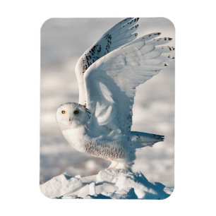 Snowy Owl die uit sneeuw gaat Magneet