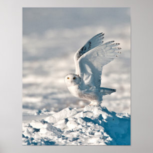 Snowy Owl die uit sneeuw gaat Poster
