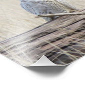 Snowy Owl Foto Afdruk (Hoek)