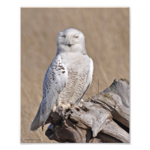 Snowy Owl. Foto Afdruk