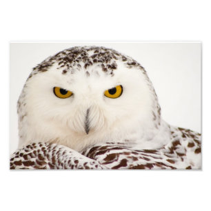 Snowy Owl Foto afdrukken Afdruk