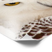 Snowy Owl Foto afdrukken Afdruk (Hoek)