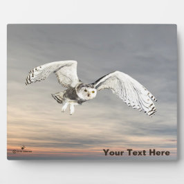 Snowy Owl Fotoplaat