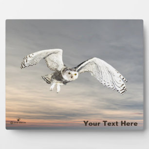 Snowy Owl Fotoplaat