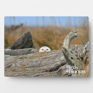Snowy Owl Fotoplaat