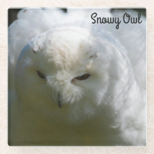 Snowy Owl Glazen Onderzetter