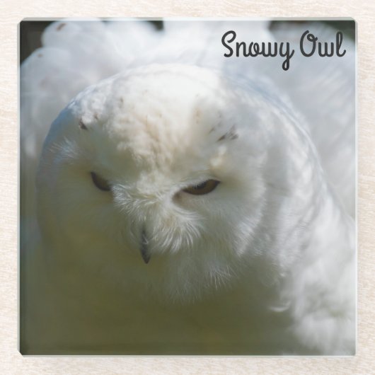 Snowy Owl Glazen Onderzetter (Voorkant)