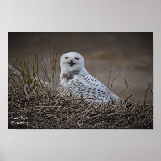 Snowy Owl glimlachen Poster (Voorkant)