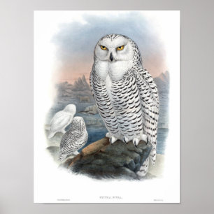 Snowy Owl Gould Poster