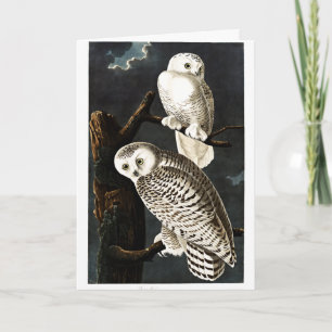 Snowy Owl illustratie door Audubon Kaart