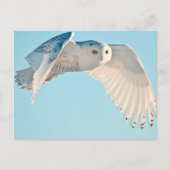 Snowy Owl in flight Briefkaart (Voorkant)