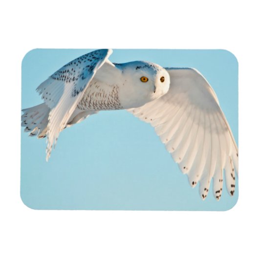 Snowy Owl in flight Magneet (Horizontaal)