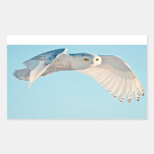 Snowy Owl in flight Rechthoekige Sticker