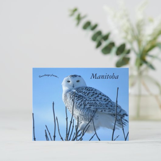 Snowy Owl in Manitoba Canada Briefkaart (Staand voorkant)