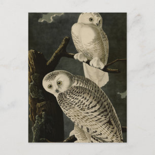Snowy Owl, John James Audubon's Birds of America Briefkaart