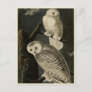 Snowy Owl, John James Audubon's Birds of America Briefkaart