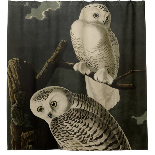 Snowy Owl, John James Audubon's Birds of America Douchegordijn (Voorkant)
