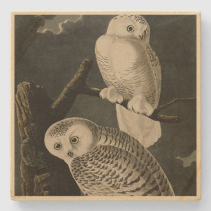 Snowy Owl, John James Audubon's Birds of America Stenen Onderzetter
