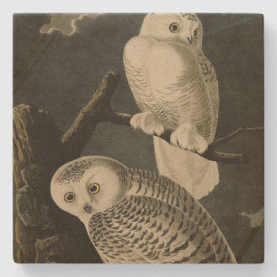 Snowy Owl, John James Audubon's Birds of America Stenen Onderzetter