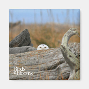Snowy Owl Magneet